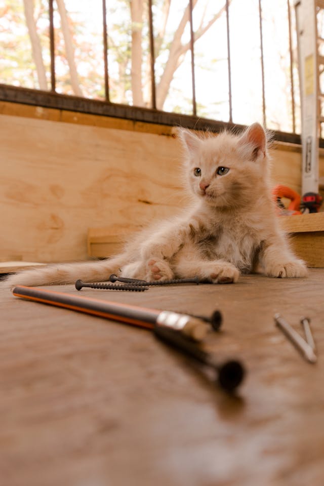 Kitten on brown wooden table | Photo by Los Muertos Crew: https://www.pexels.com/photo/white-kitten-on-brown-wooden-table-8447851/